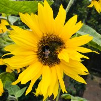 Andy Garner (@chimpanzeeman68) 's Twitter Profile Photo