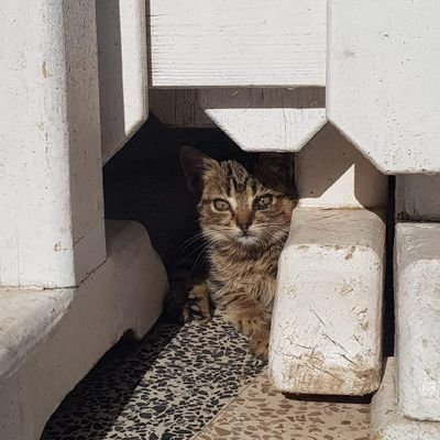 noureddine8184's profile picture. 