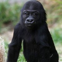 Tiny Gorilla(@gorilla_tiny) 's Twitter Profile Photo