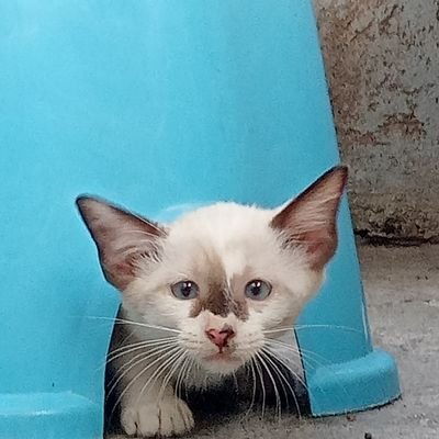 maderrpaderr's profile picture. Ang buhay kong walang saysay.
Virgo/25/ T