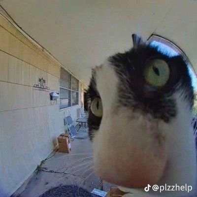 yaoyaoop's profile picture. 