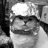 Szef wszystkich kotów (@kotow_szef) 's Twitter Profile Photo