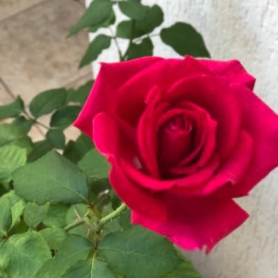 👩🏻⚕️”Não cumpras, ó Senhor, ao ímpio os seus desejos; não deixes ir a diante o seu mau propósito,” “Caiam sobre eles brasas vivas… para que não se levantem”