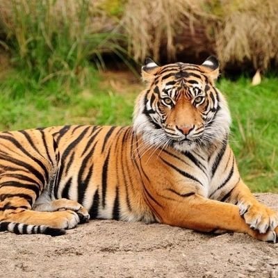 sanxietydotcom2's profile picture. hii its Sanxietrovert. I want to help you grow your Youtube Channel and Twitter account with organic audience. So if you're interested, leave me a DM.