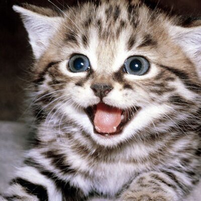 On a Twitter break to reset and realign, be back when it feels right 😼