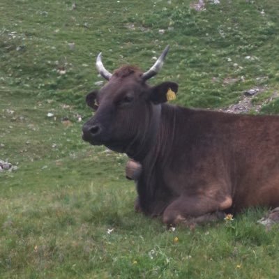 BuddhaKuh's profile picture. Politically homeless, lazy cow.