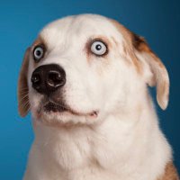 WeRateDogs®(@dog_rates) 's Twitter Profile Photo