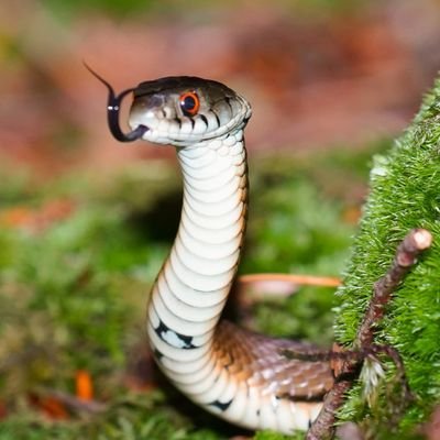 Twitter oficial de la comunidad más grande de serpientes autóctonas de España. Únete con el enlace a nuestro grupo y consultanos cualquier duda. Fd (27/10/19)🐍