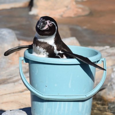 ペンギンとかアザラシとかモフモフもちもちがすきです👑🐧🍺ときどきちい活🐰