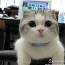 骁锦 - @lisa2009pass - Twitter