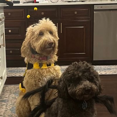 We are a family of #RescueDoodles. All shapes sizes colors ages. Odie the senior Maltipoo. 🌈(7.22.22) Snoop the teen Whoodle & Honey the baby Goldendoodle.