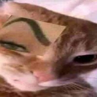 Animal Mother (@mnpresence) 's Twitter Profile