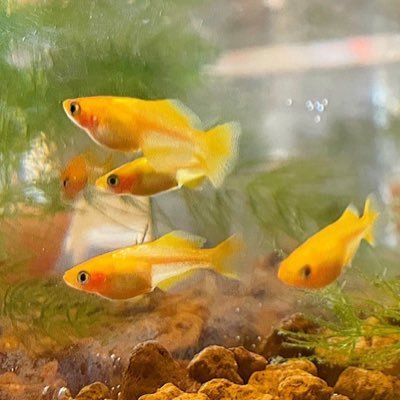メダカ飼育初心者です。楽しく飼育が目標。 突然フォローすること多いかと思いますが、ご容赦ください!#広島 #メダカ #東天紅 #白メダカ #紅白ラメ #透明鱗三色更紗