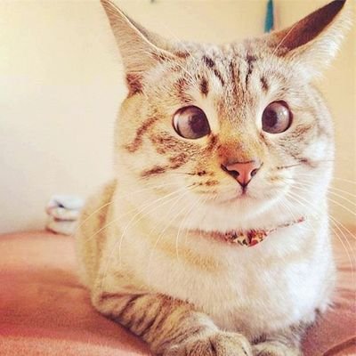 クルマ大好き、技術好き
