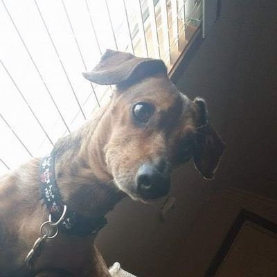 Daschund8969 Profile Picture