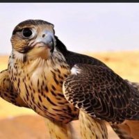 سند الحبلاني (@_s73sj) 's Twitter Profile