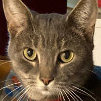 🔴 Starr ⭐ (@pctwood_74) 's Twitter Profile