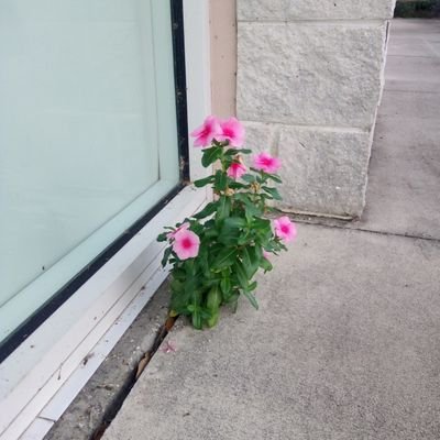 ladylotuslover's profile picture. I miss my mom and dad.