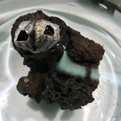 masierks's profile picture. hello world