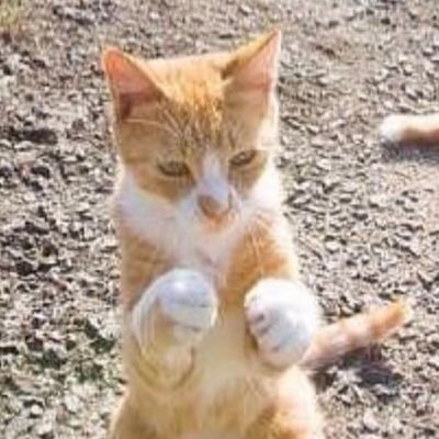 ii_airada_ii's profile picture. 