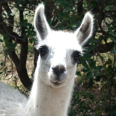 Lama Profile