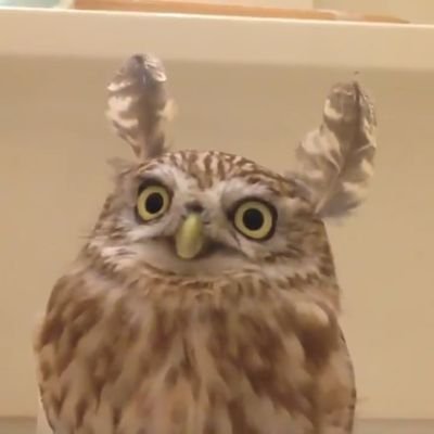 코드🦉さんのプロフィール画像