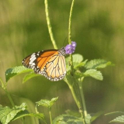 sharma_ambrish's profile picture. 