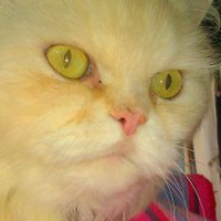 Rae (@whereswally_02) Twitter profile photo