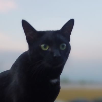 spot_da_cat Profile Picture