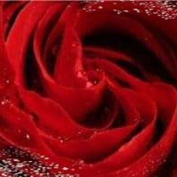 badiaa_maslouhi's profile picture. 🌱🌹🌹🌹🌹🌹🌹🌹🌹🌹🌹🌹🌹🌹🌹🌹🌱