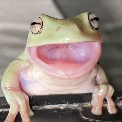 🐸 Humor e pererequinhas fofinhas 🐸
❌ Esse perfil não é biologicamente testado