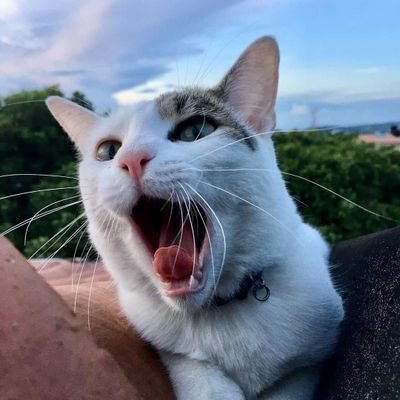 JDMrBrightside's profile picture. 