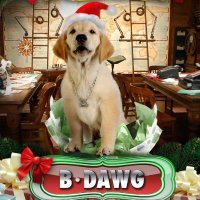 🏀🐾B-Dawg🏀🐾 (@blingpup__) 's Twitter Profile