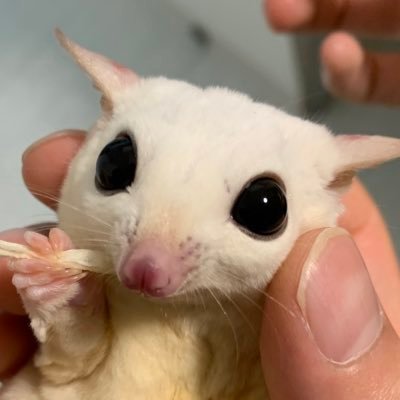 ふくももめいん。ほかにも色々な子たちと暮らしてます。第一種動取有り新しいご家族様募集垢→ @monstarsanimal