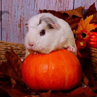 Bringing Helpful Tips from Vets and Experienced Guinea pig Owners!