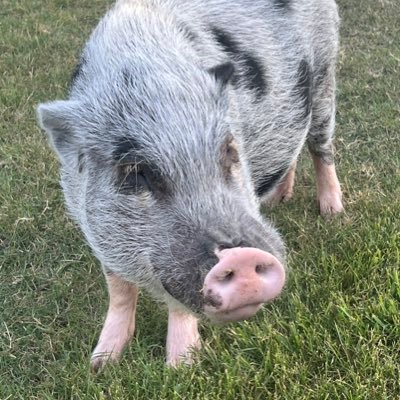 IzzyDBAP's profile picture. I am just a pig. I eat, sleep, and crack open beers for @boydmyers. Pigs are intelligent. I don’t eat bacon. DBAP. Go Vols. Send tips.
