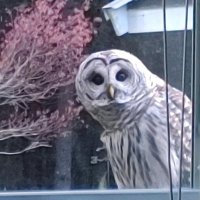 Milordon-I will listen. I will not obey. (@milordon82) 's Twitter Profile Photo Milordon-I will listen. I will not obey. (@milordon82) 's Twitter Profile Photo