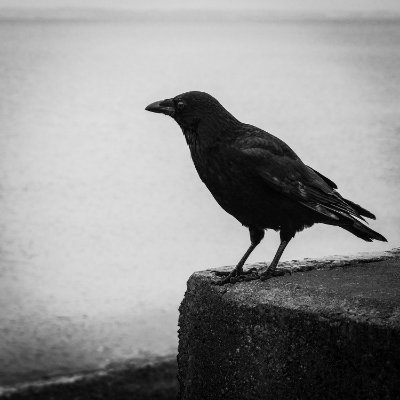 Amateur photographer artist in East Lothian, Scotland. Snapshot / スナップ is my preferred genre. Digital, film, cyanotype, and alt process-curious. #believeinfilm