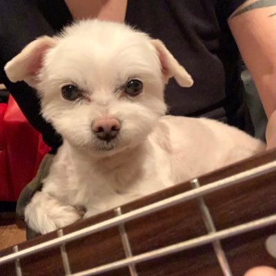 Bass、Guitar、エフェクター、そして犬、猫など動物たちをこよなく愛してます。主にベース弾いてます。時々ギター弾いたりします。No Music, No Life!!