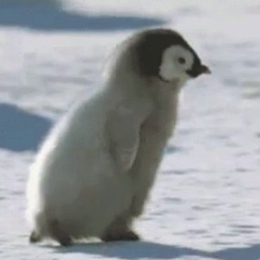 the coolest penguin you'll ever meet