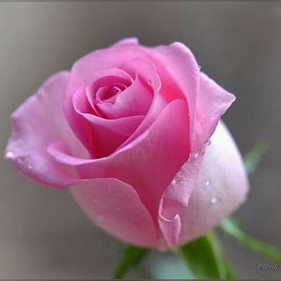 reyammallick123's profile picture. fashion designer