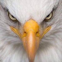Bonnie Montgomery 🇺🇸 (@bonniegranny1) 's Twitter Profile