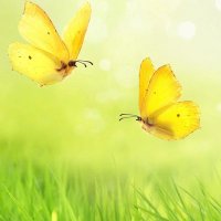 علي العراقي (@174cfa50) 's Twitter Profile