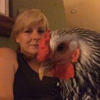 Xena, Warrior Chicken(@AthenaOfChicken) 's Twitter Profile Photo