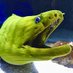 moray eels (@shibesky_) Twitter profile photo