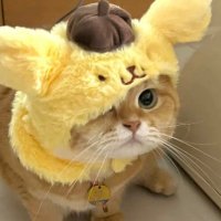 comi (@kirauyun) 's Twitter Profile