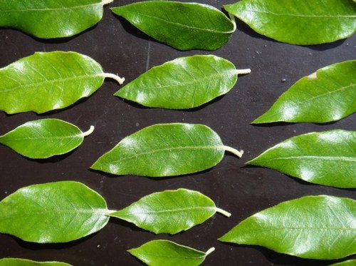 esvvz's profile picture. adviseur bij samenwerken VIJFadvies