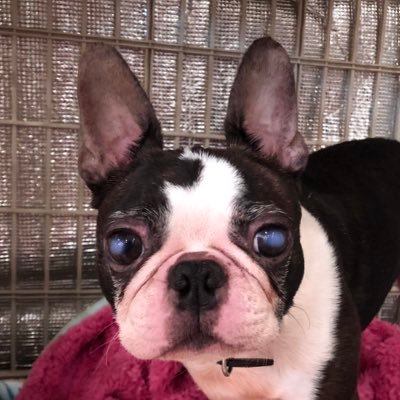 pinktakokaina's profile picture. 2017.05.05こどもの日生まれ。名前はまる。内弁慶な男の子。丸めの顔、おでこの丸い模様がチャームポイント。よろしくお願いします♪