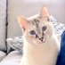 Zoey (@zoeymissmiyagi) Twitter profile photo Zoey (@zoeymissmiyagi) Twitter profile photo