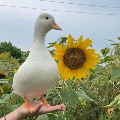 starvi_'s profile picture. Por eso esperaba con la carita empapada
A que llegaras con rosas, con mil rosas para mí